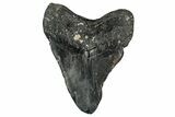 Fossil Megalodon Tooth - North Carolina #349350-2